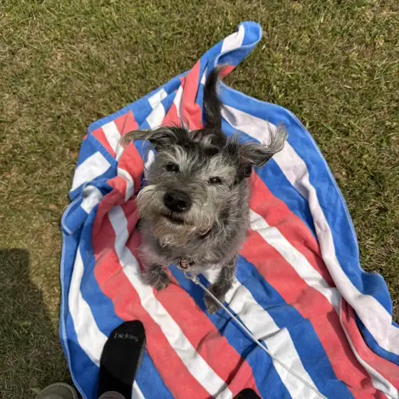 Matt's dog sitting on a striped blanket.